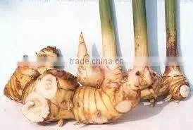 Organic Fresh Galangal