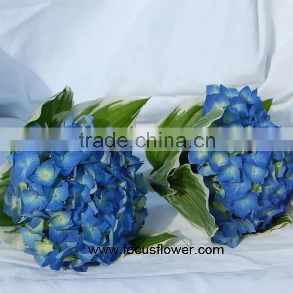 Beauty High Quality Hydrangea Fresh Flower Global Distribution photo-2