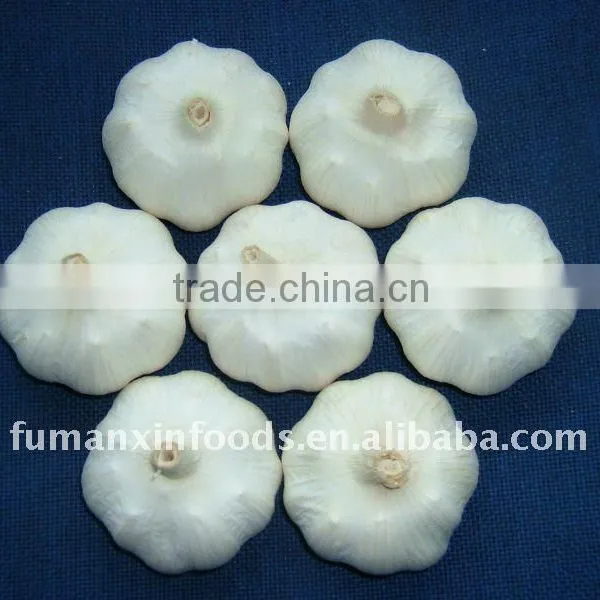 Chinese Garlic