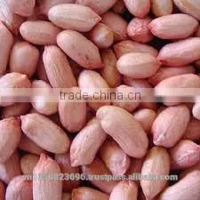 NEW CROP VIETNAM PEANUT / Vilaconic.export15@gmail.com