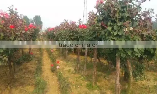 Natural Product Type Potted Rose photo-4