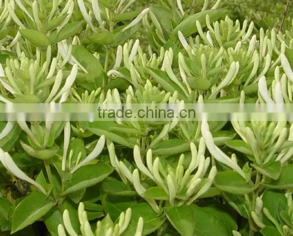 Chinese Herbal Dried Honeysuckle Flower Healthy and Natural photo-2
