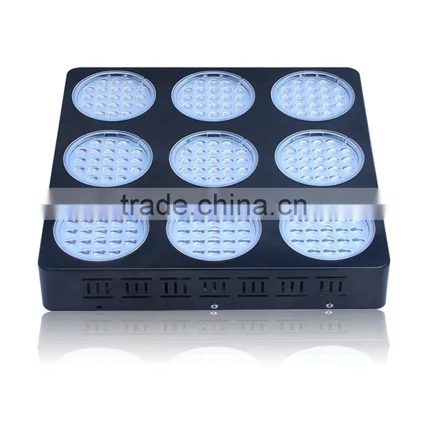 Aaa Quality High Power Tamato Seeds From Shenzhen Factory photo-3