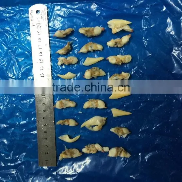 Frozen Yellow Clam Meat photo-4