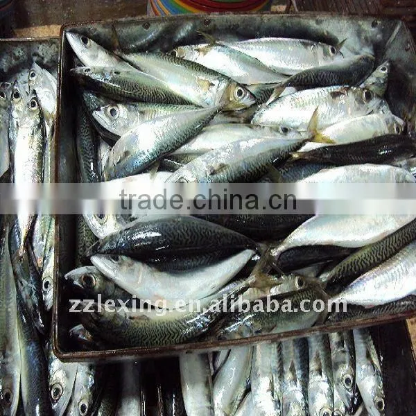 Frozen Pacific Mackerel in China photo-2