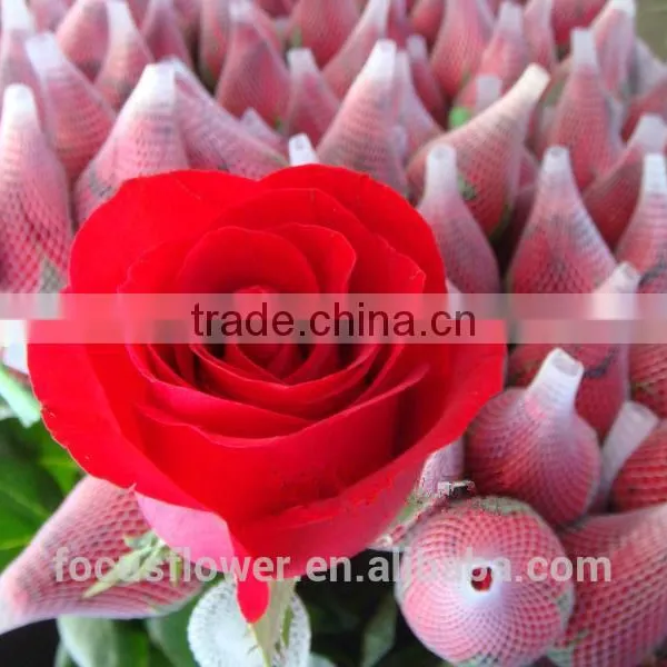 on Line Shopping Fresh From Kenya Rose Flower Anthurium for Banquets photo-5