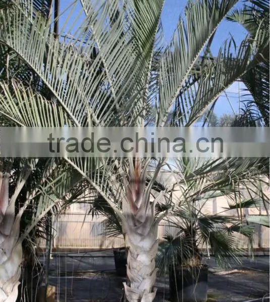 Dypsis Decareyii "Triangle Palm" 250/300 in 40 Liters Pot photo-2