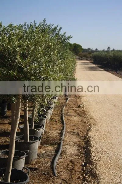 Olive Tree Olea Europaea Young Skin photo-3