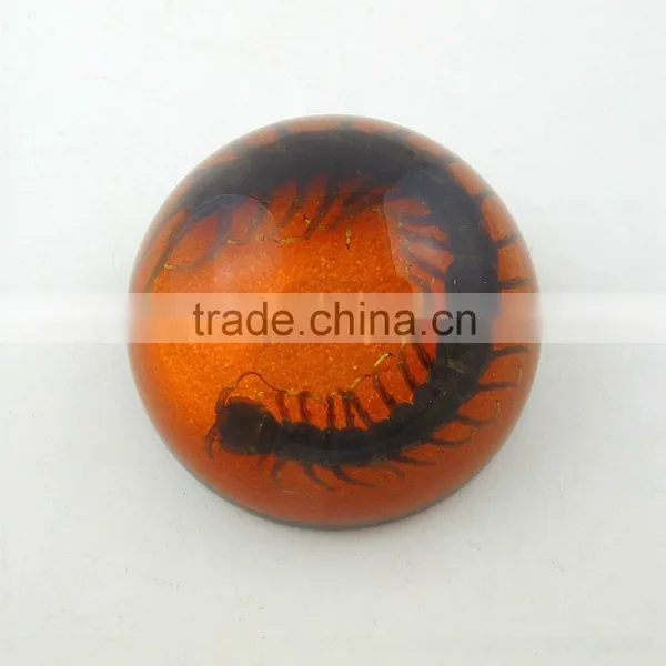 2016 Latest Design Meaningful Paperweight for Promotion Gift With Real Insect photo-3