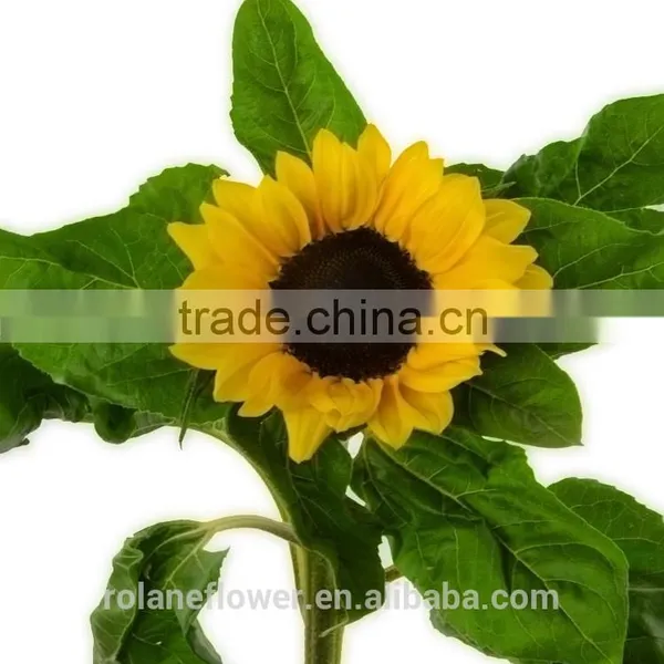 Valentine's Day Decoration Cut Sunflower Flower From Yunna photo-3