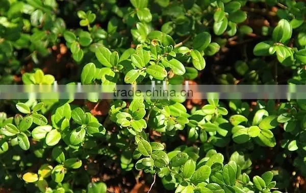 Factory Supply Top Quality Alpha Arbutin Cream photo-2