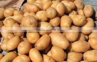 Cheap Fresh Potato for Potato Importer in Malaysia