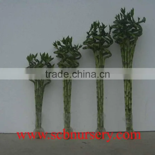 Spiral Bamboo Dracaena Sanderiana