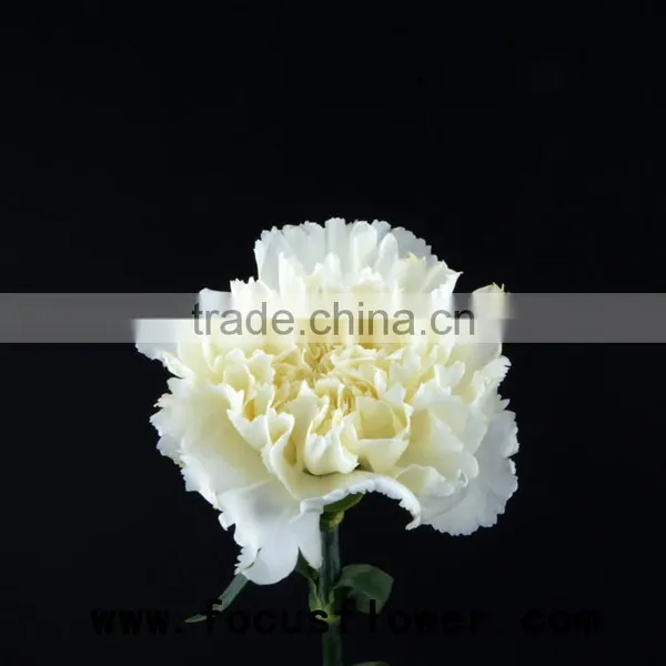 Fragrant Aroma Crazy Selling Anthurium Flowers Flower Pots Wholesale Snow White for Wedding Decoration From Kunming photo-2
