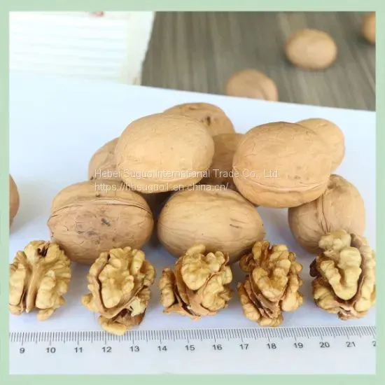 New Crop Dry Walnut Walnuss Nuts Nuss/China Xinjiang/ Walnut Food/ Food Wholesale photo-5