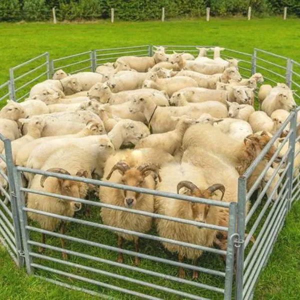 Heavy Duty Livestock Cattle Corral Fence Gate and Horse Round Pen Sheep Panels Farm Fence USA Metal Cattle Panel Fence photo-5