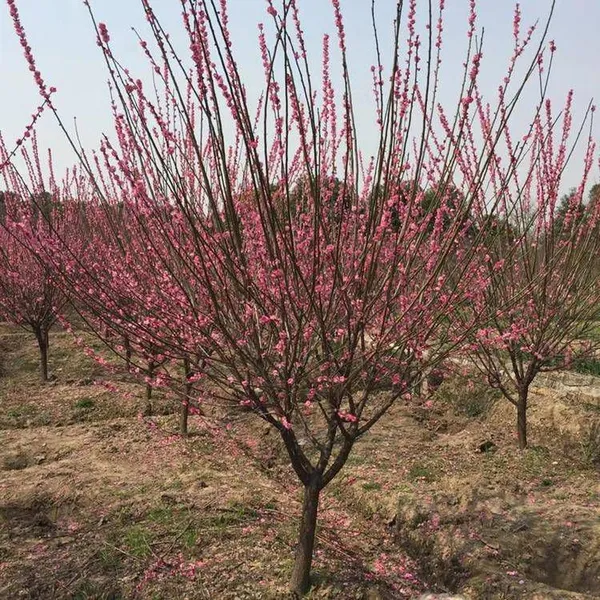 Red Plum With a Ground Diameter of 5 Cm, Cheap Price and High Survival Rate photo-3
