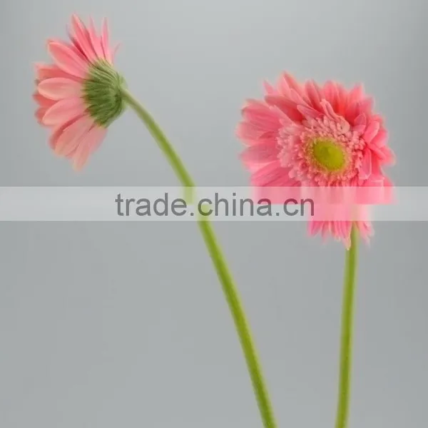 Fashionable Honey Fresh Cut Gerbera Flower photo-5
