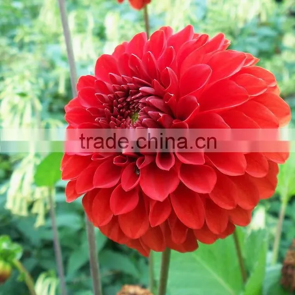 Cut Fresh Latest Dahlia Plants photo-4