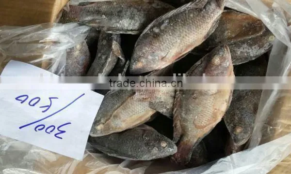 Frozen Tilapia
