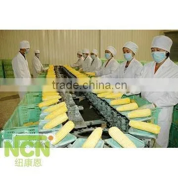 China Supply Frozen Sweet Corn Cob photo-3