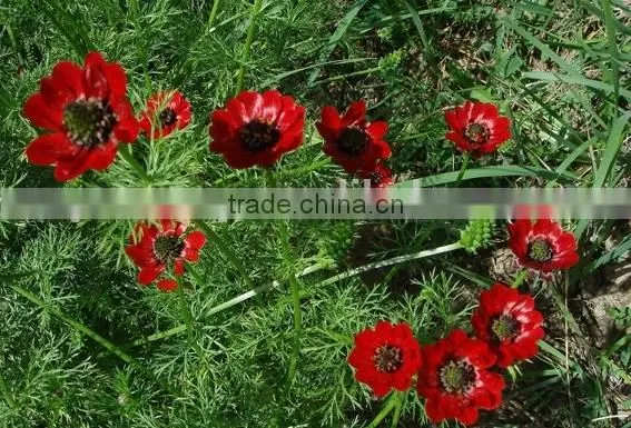Summer Adonis , Adonis,flower Seed photo-6
