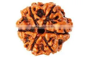 6 Face Rudraksha