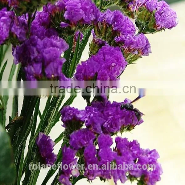 Hot Selling Reasonable Price Purple Myosotis for Favors Wedding photo-5