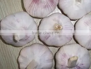 Fresh China Garlic photo-5