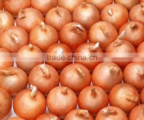Fresh Yellow Onion photo-5