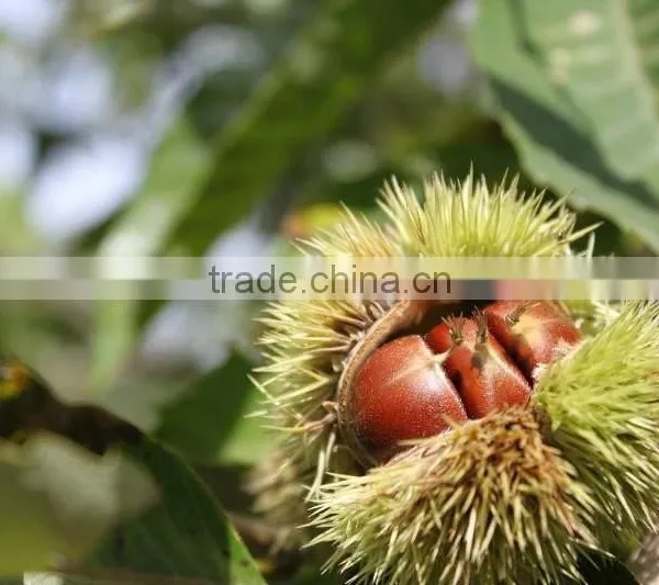 2016 New Crop Sweet Fresh Chinese Chestnut for Sale photo-5