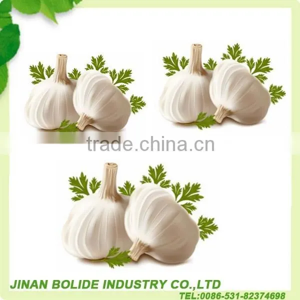 Fresh Garlic
