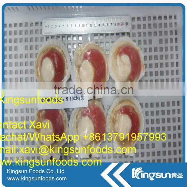 New Coming Sea Scallop Meat photo-3