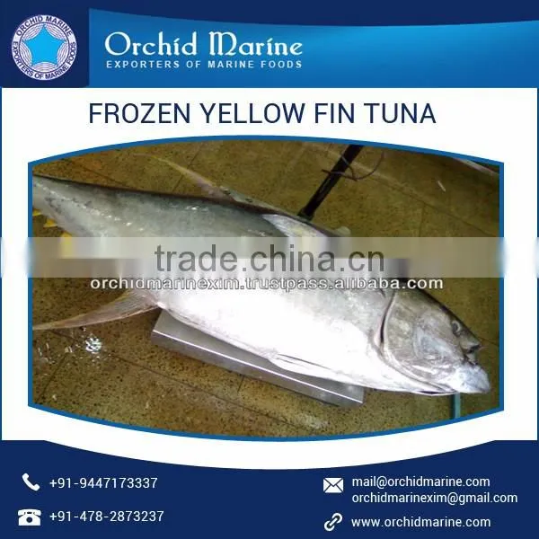 Highly Nutritious Whole Round Yellowfin Tuna for Bulk Export photo-4