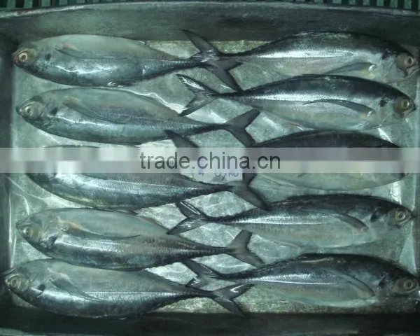 Horse Mackerel Size 4/6/ Horse Mackerel Fish photo-5
