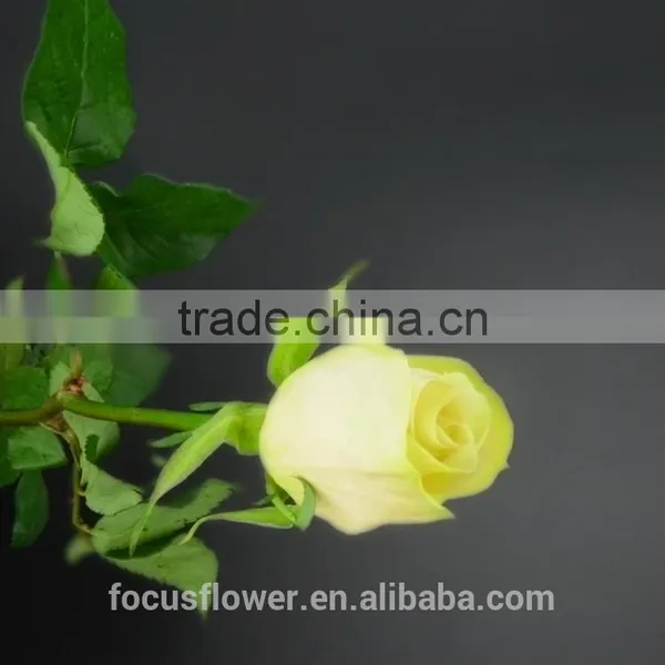 Fresh Cut Yellow Rose Vendelas Wedding Bouquet Wholesale Romantic Yellow Rose Vendela With Attractive Flowers for Bride photo-6