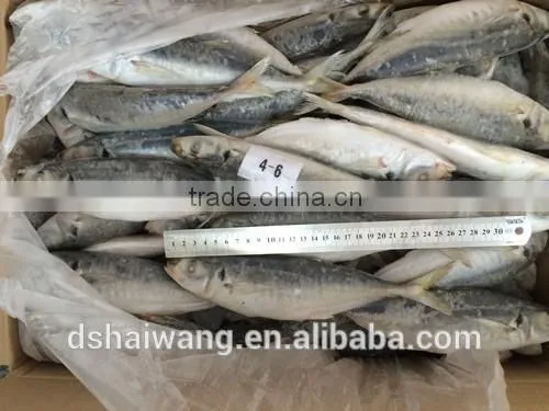 Frozen Whole Round Trachurus Japonicus With Size 40 - 60 Pcs / 10kg Ctn photo-3