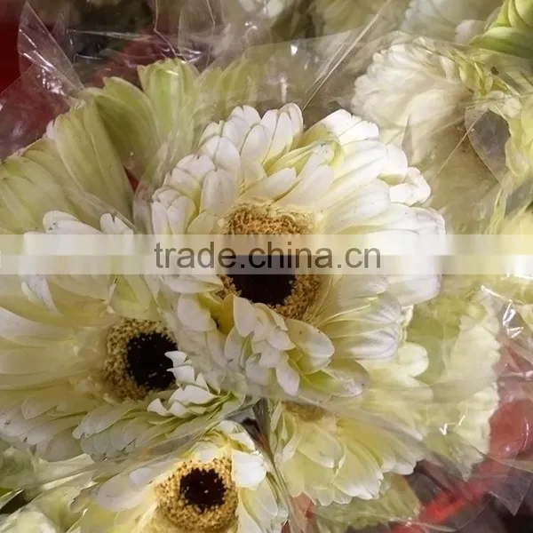 Excellent Quality Dalma Gerbera Suppliers in Yunnan Province photo-6