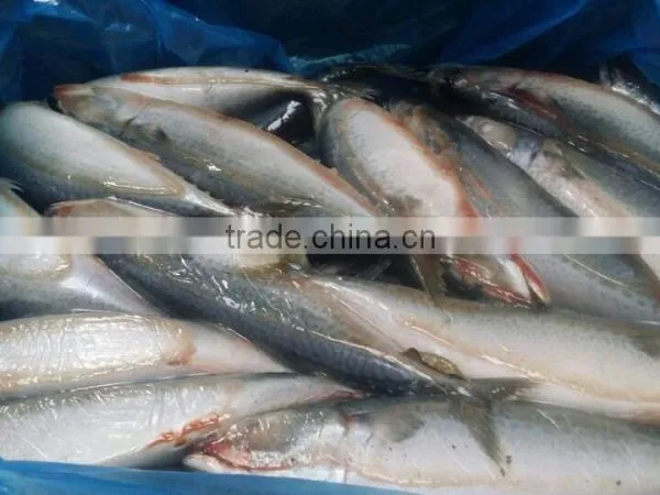 Frozen Mackerel Factory photo-2