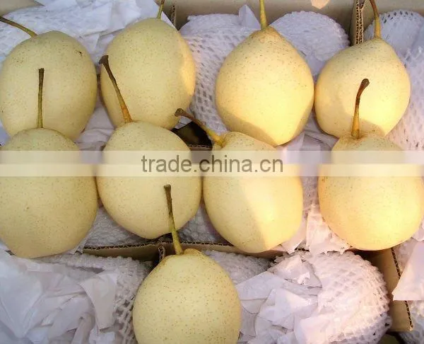China Shandong Pear/China Delicious Nashi Pear/ya Pear photo-3