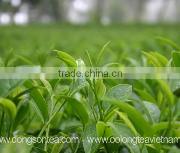 Excellent Quality VietNam Black Tea photo-2