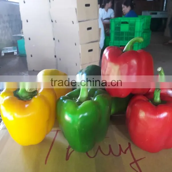 FRESH CAPSICUMS / +84963818434 Whatsapp photo-4