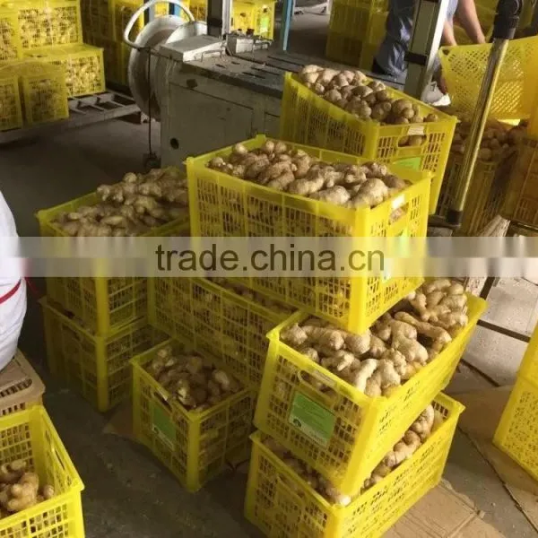 China New Fresh Ginger photo-3