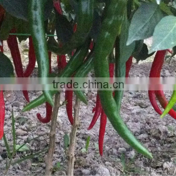 Fresh Red Chili (0084948425455 VIBER, WHATSAPP/SKYPE: VISIMEX05) photo-6