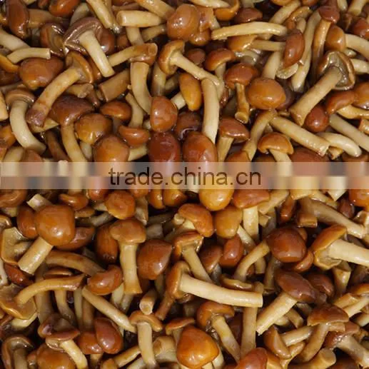 Pholiota Nameko / Pholiota Mutabilis
