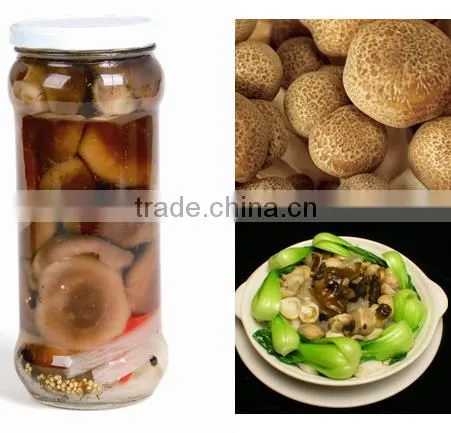 Canned Shiitake Mushroom Shiitake in Tin Price for Shiitake photo-2