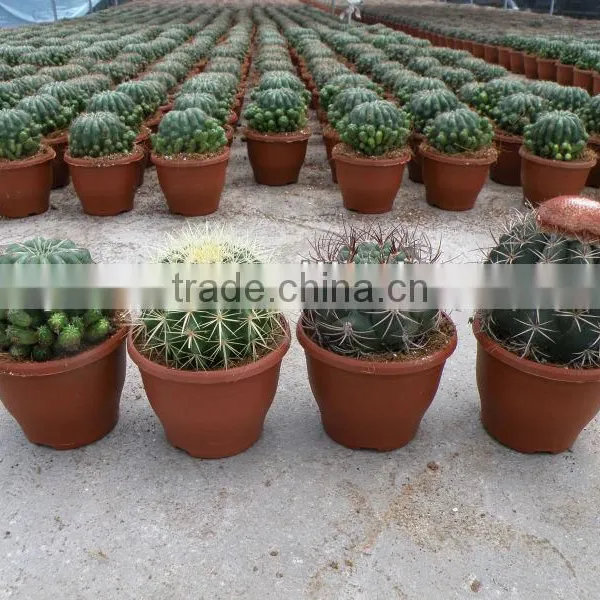 Ungrafted Cactus photo-2