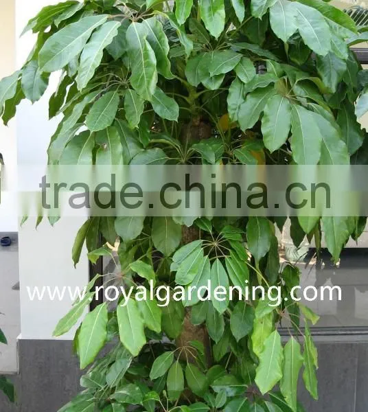 Schefflera (Schefflera Actinophylla) Shrub Trees photo-2