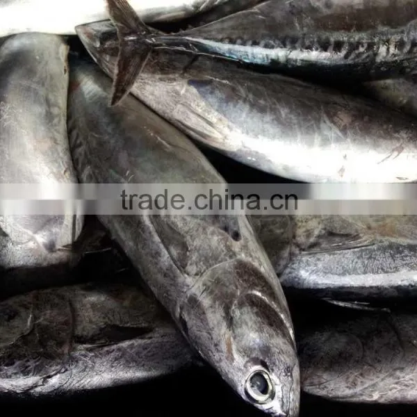 Auxis Thazard Tuna for Can for Bait photo-4