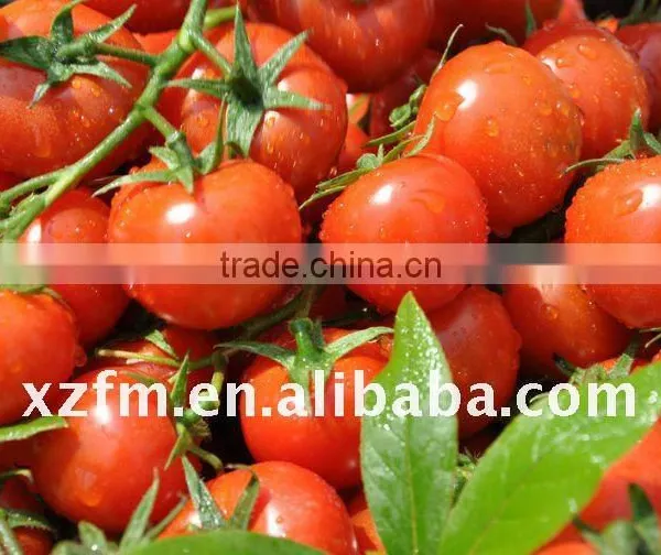 Tomato Paste in Pouch